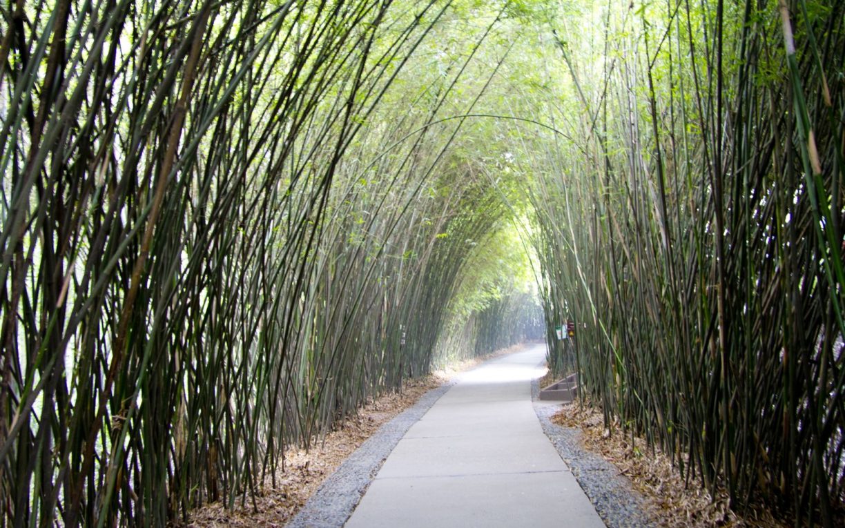 bamboo grove chengdu china