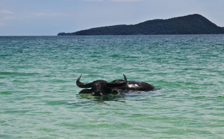 buffalo sea koh rong island cambodia