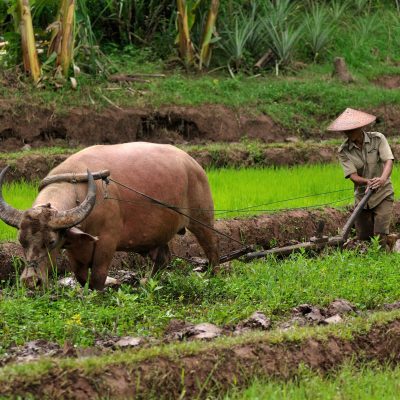 Buffalo Vang Vieng Laos