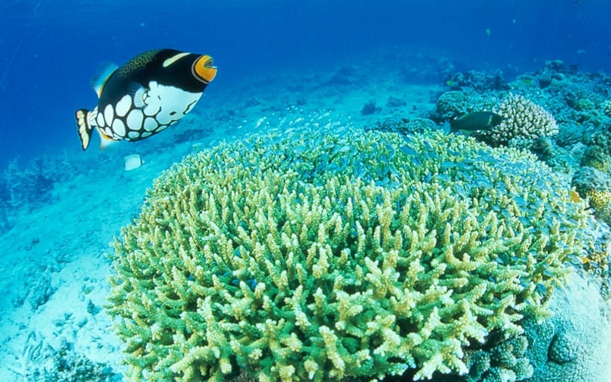 coral fish underwater sea okinawa