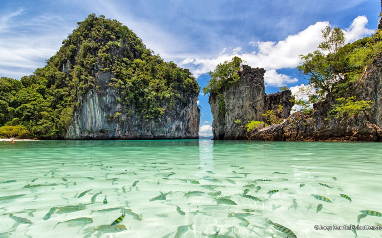 fish sea rocks phuket thailand