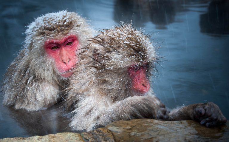 frost snow monkeys pool yudanaka japan