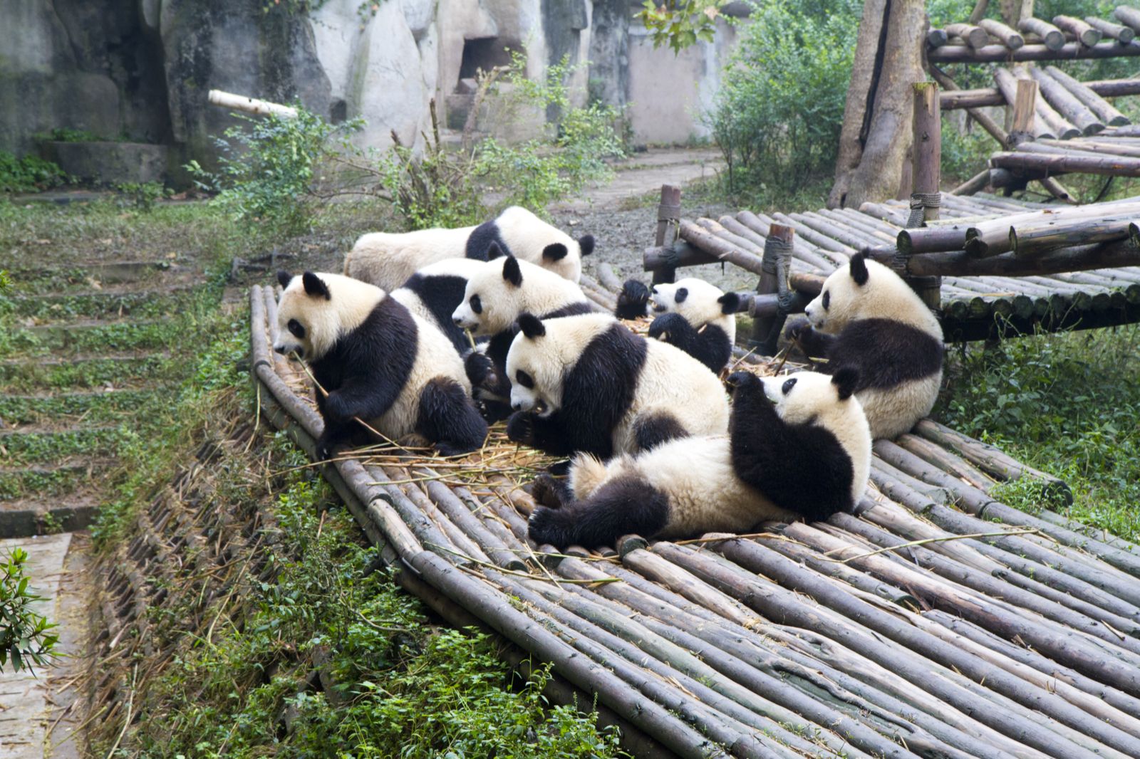 pandas playing chengdu china