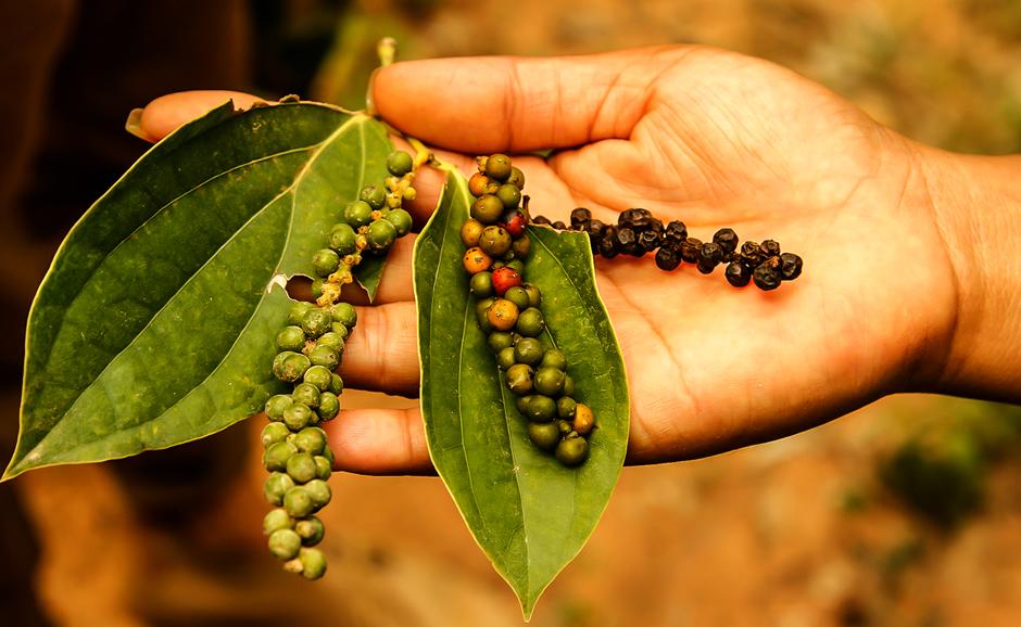 pepper farm kampot cambodia
