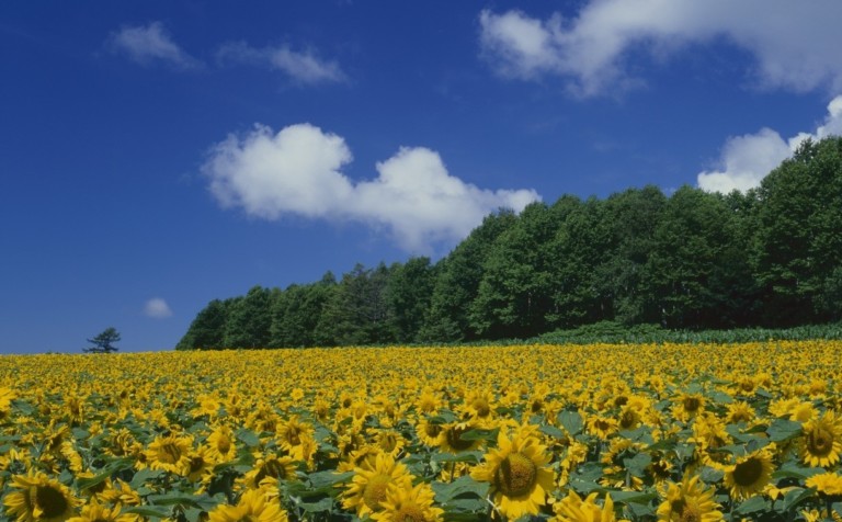 sunflowers trees Hokkaido japan