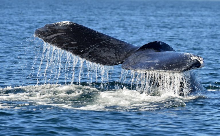 whale watching sri lanka