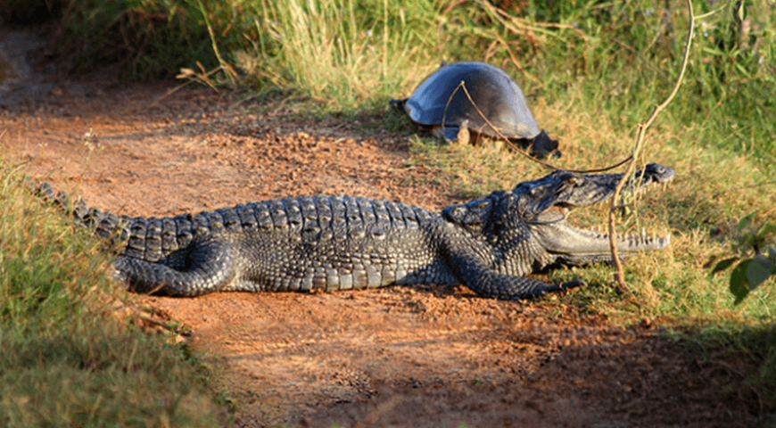 crocodile giant tortoise Udawalawe sri lanka